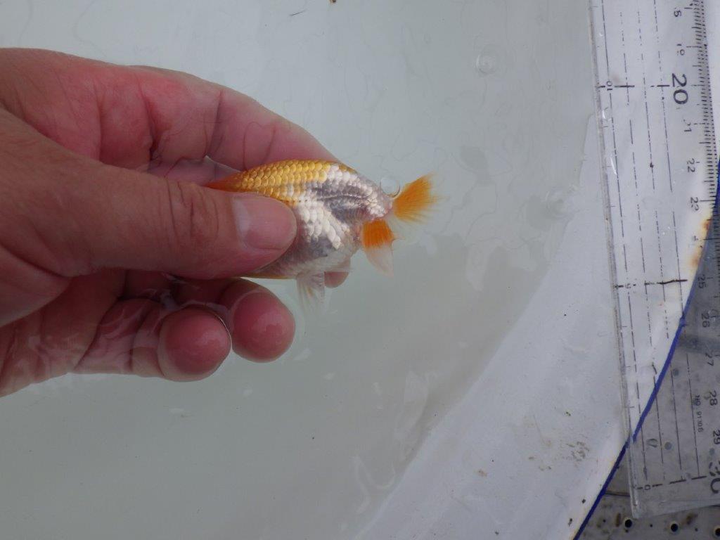 【 サマーセール　第四弾】素晴らしいフンタンの発育をした更紗らんちゅう！１週間限定販売　約9㎝