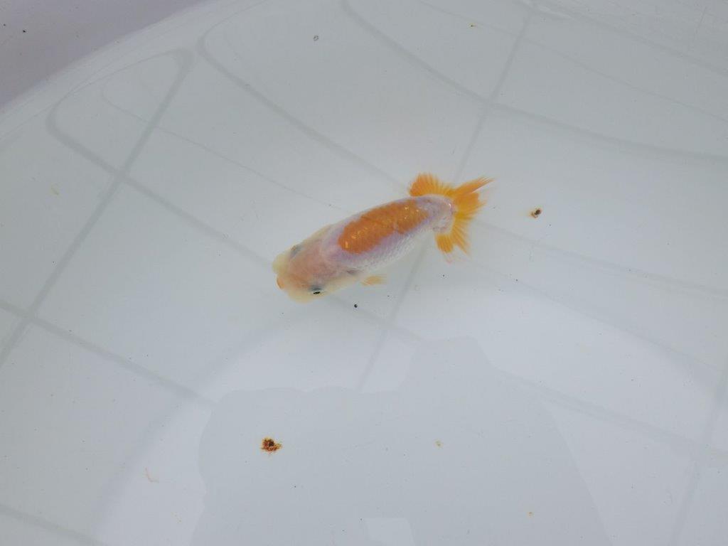 【 サマーセール　第四弾】尾張りも良く雰囲気の良い更紗らんちゅう！１週間限定販売　約10㎝