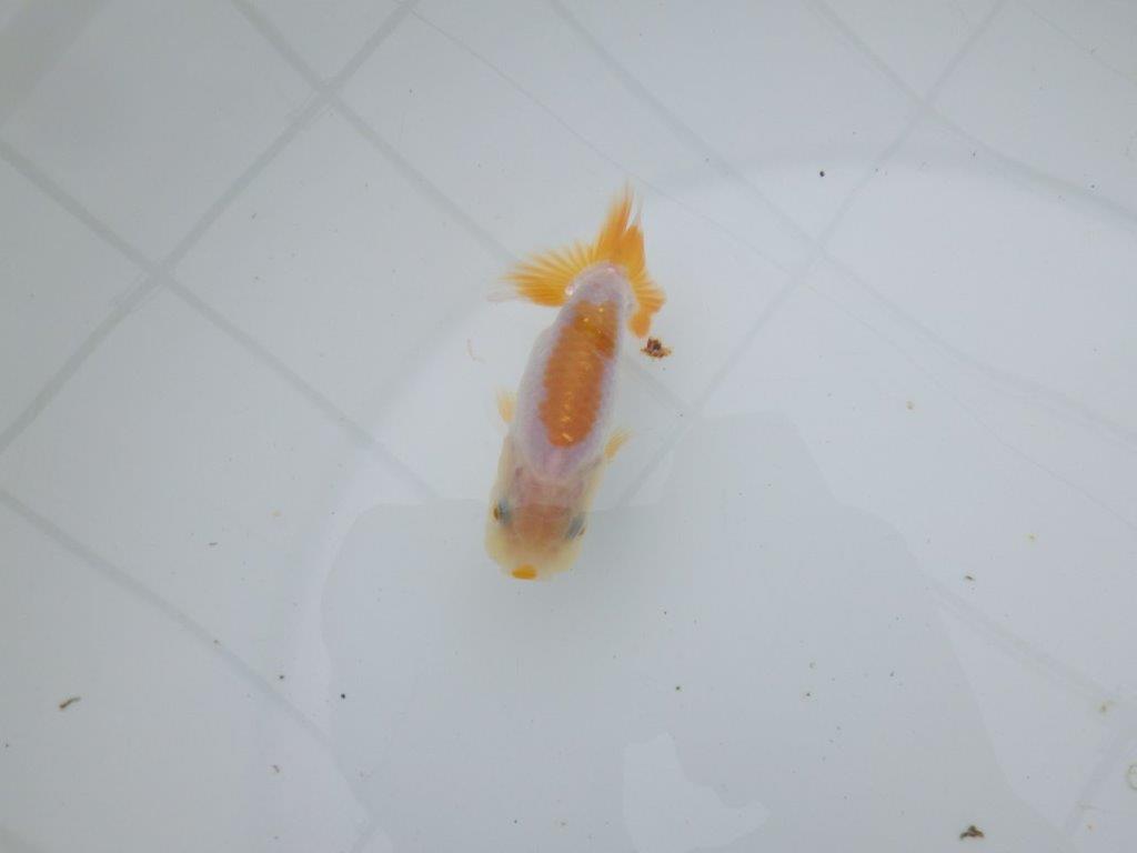 【 サマーセール　第四弾】尾張りも良く雰囲気の良い更紗らんちゅう！１週間限定販売　約10㎝