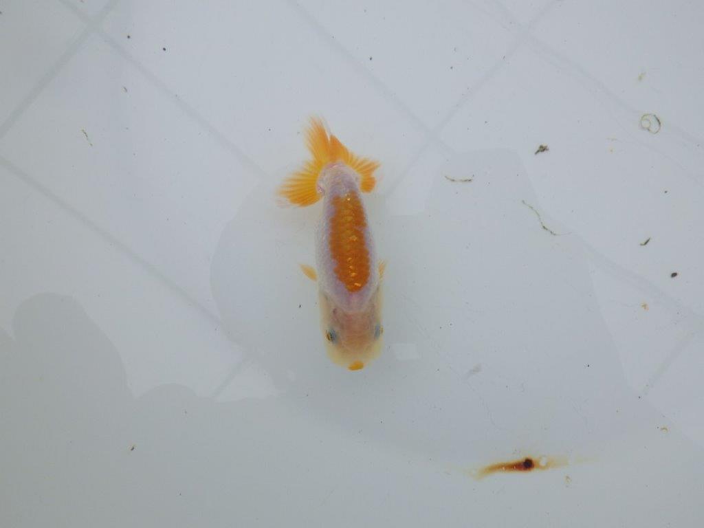 【 サマーセール　第四弾】尾張りも良く雰囲気の良い更紗らんちゅう！１週間限定販売　約10㎝