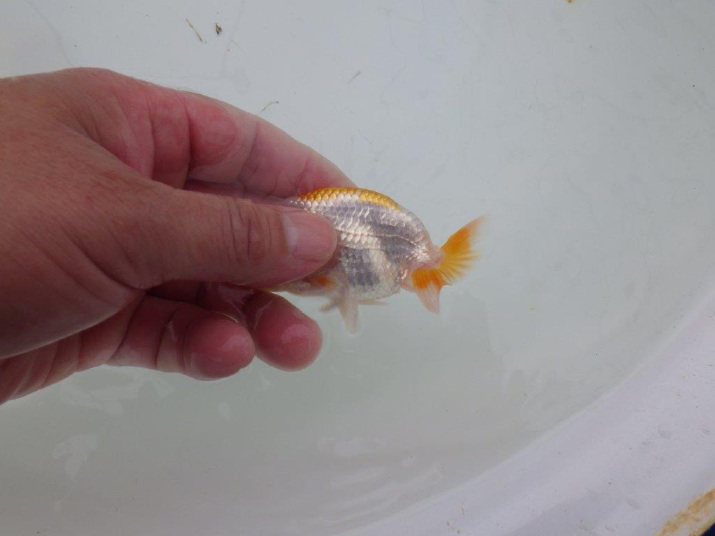 【 サマーセール　第四弾】尾張りも良く雰囲気の良い更紗らんちゅう！１週間限定販売　約10㎝
