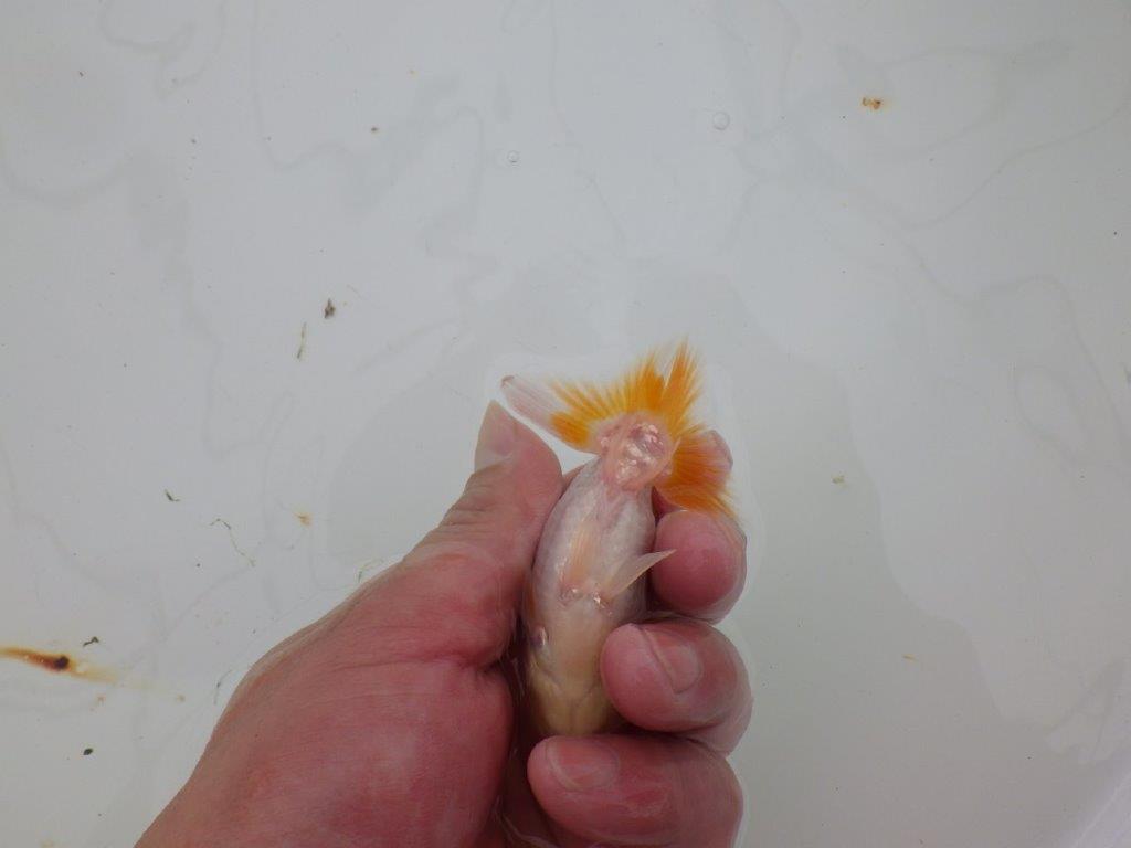 【 サマーセール　第四弾】尾張りも良く雰囲気の良い更紗らんちゅう！１週間限定販売　約10㎝