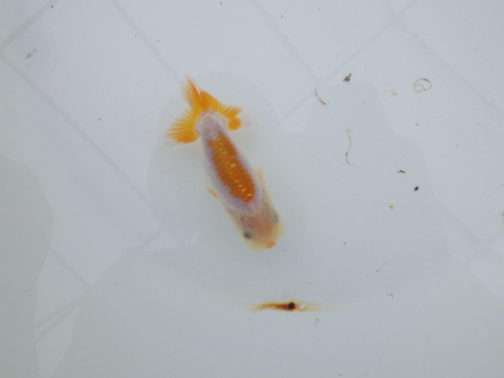 【 サマーセール　第四弾】尾張りも良く雰囲気の良い更紗らんちゅう！１週間限定販売　約10㎝