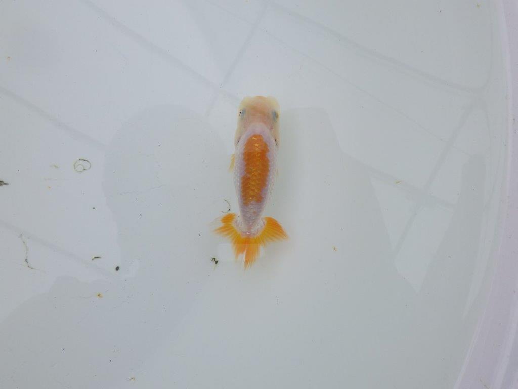 【 サマーセール　第四弾】尾張りも良く雰囲気の良い更紗らんちゅう！１週間限定販売　約10㎝