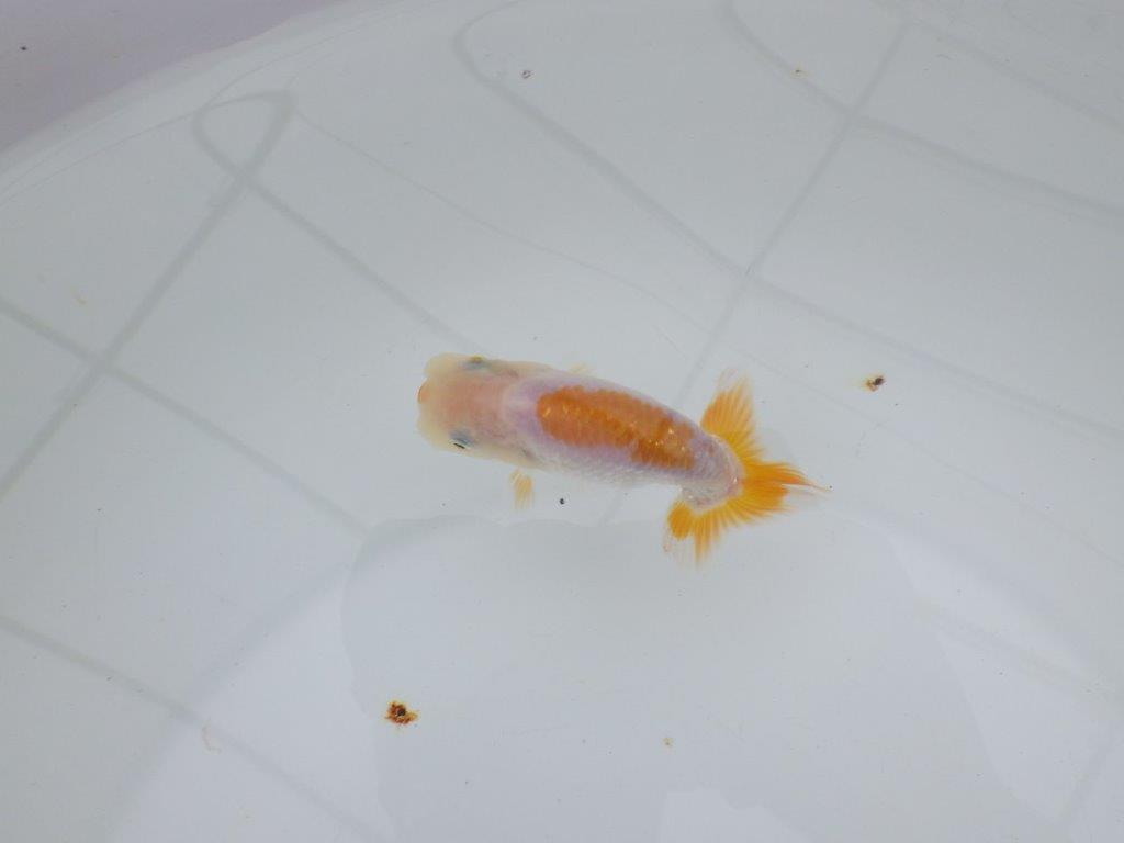 【 サマーセール　第四弾】尾張りも良く雰囲気の良い更紗らんちゅう！１週間限定販売　約10㎝