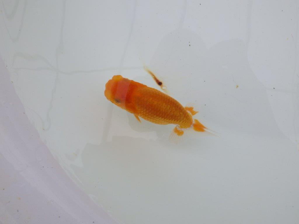 【 サマーセール　第四弾】背のラインが綺麗で横見お勧めの更紗らんちゅう！１週間限定販売　約11,5㎝