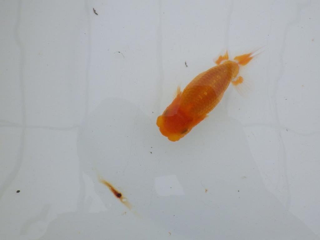 【 サマーセール　第四弾】背のラインが綺麗で横見お勧めの更紗らんちゅう！１週間限定販売　約11,5㎝