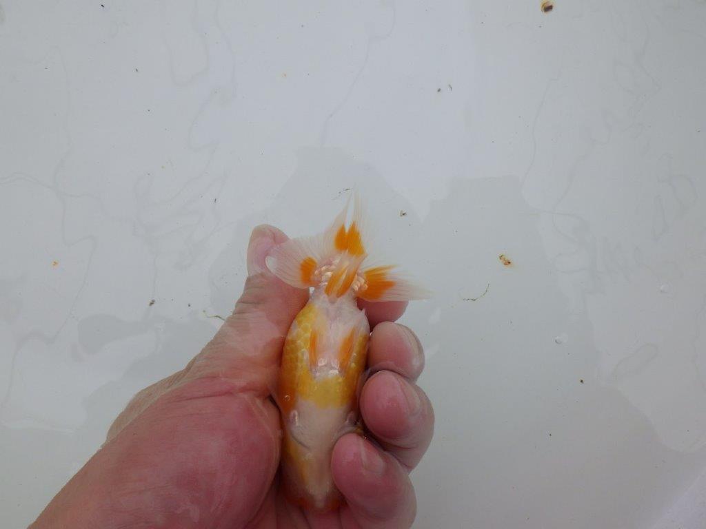 【 サマーセール　第四弾】背のラインが綺麗で横見お勧めの更紗らんちゅう！１週間限定販売　約11,5㎝