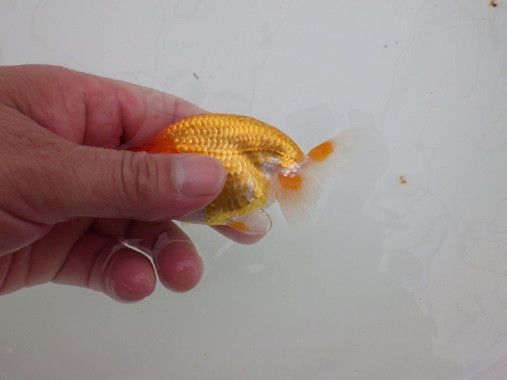 【 サマーセール　第四弾】背のラインが綺麗で横見お勧めの更紗らんちゅう！１週間限定販売　約11,5㎝