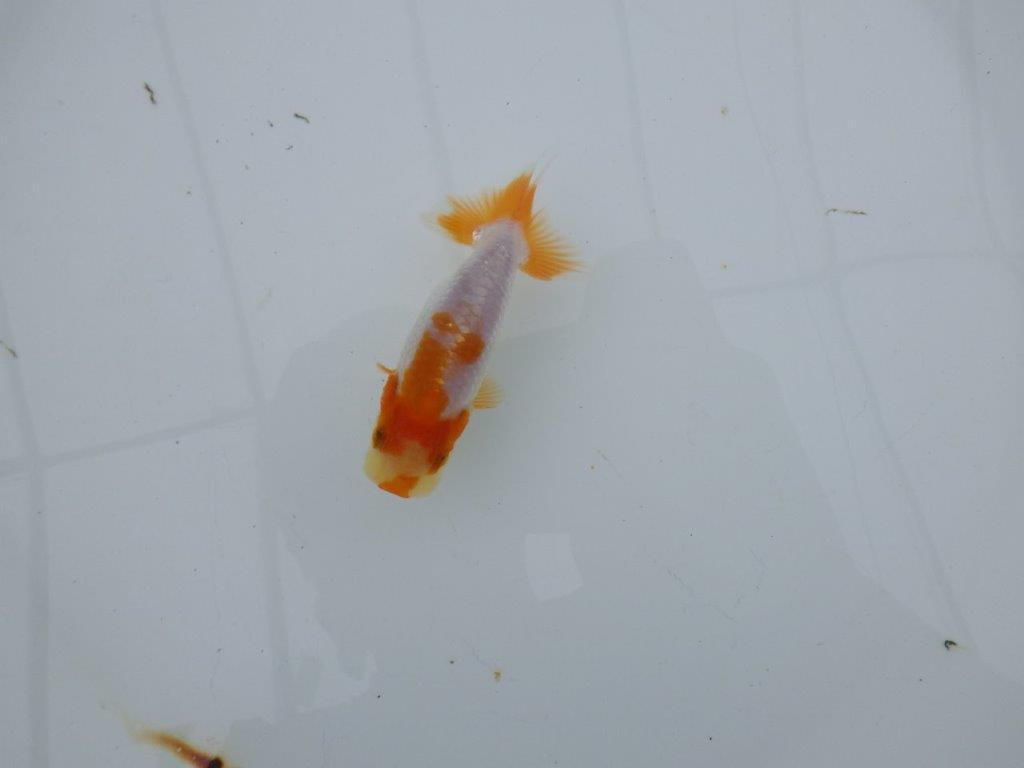 【 サマーセール　第四弾】柄が非常に綺麗な上物更紗らんちゅう！１週間限定販売　約8,5㎝