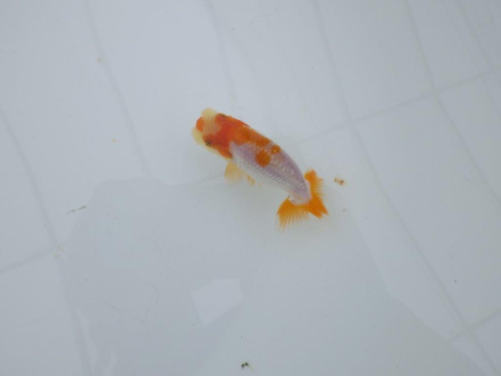 【 サマーセール　第四弾】柄が非常に綺麗な上物更紗らんちゅう！１週間限定販売　約8,5㎝