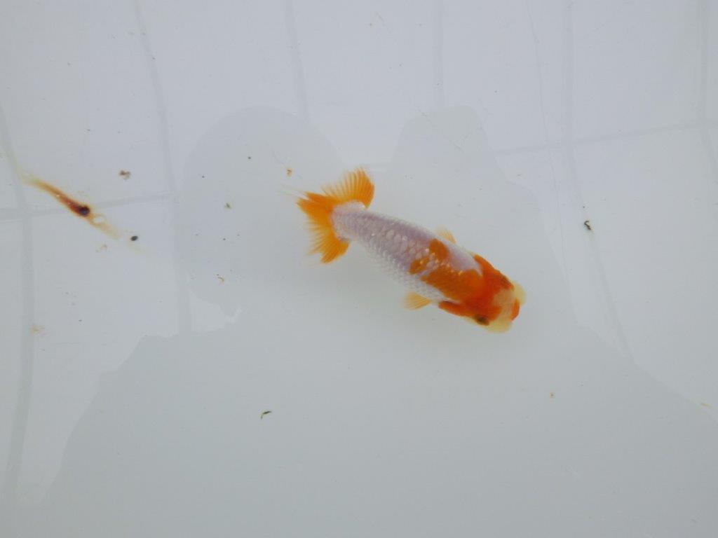 【 サマーセール　第四弾】柄が非常に綺麗な上物更紗らんちゅう！１週間限定販売　約8,5㎝の上身