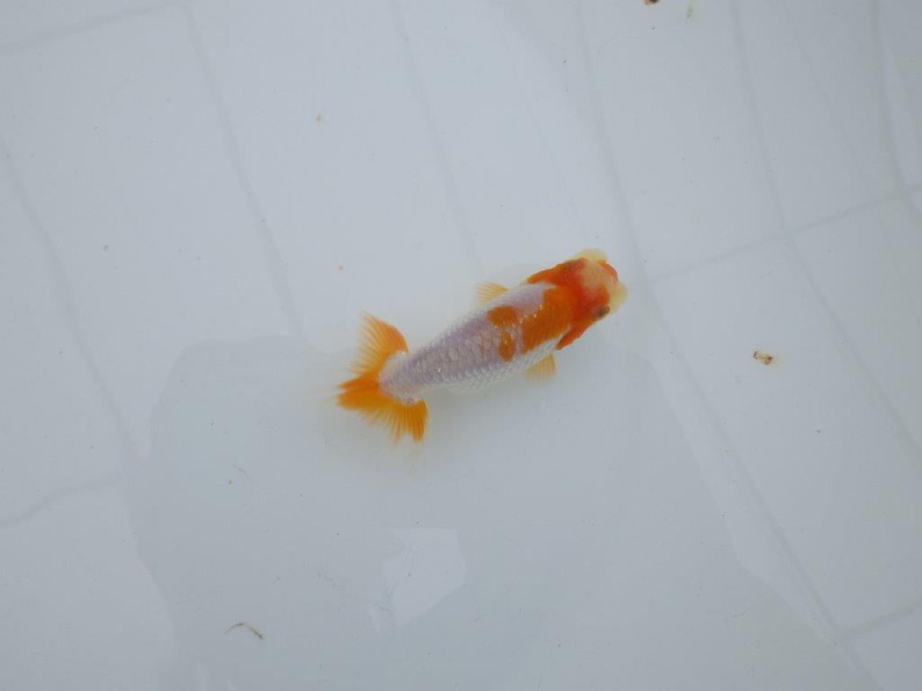 【 サマーセール　第四弾】柄が非常に綺麗な上物更紗らんちゅう！１週間限定販売　約8,5㎝