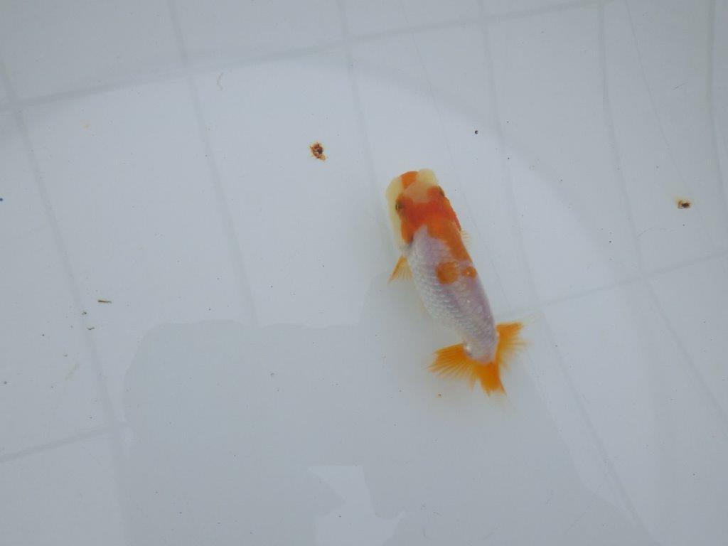 【 サマーセール　第四弾】柄が非常に綺麗な上物更紗らんちゅう！１週間限定販売　約8,5㎝