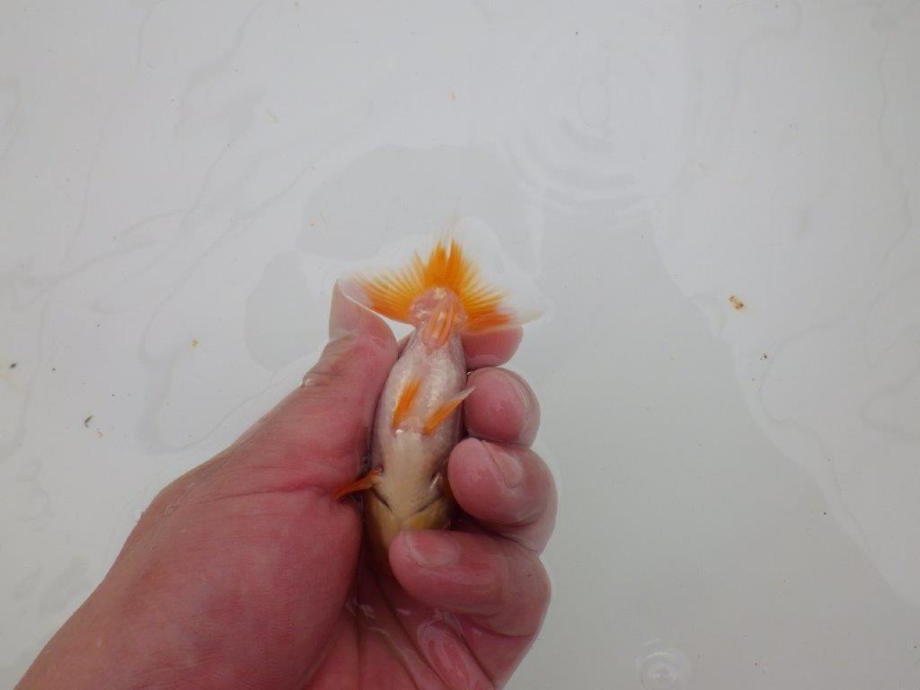 【 サマーセール　第四弾】柄が非常に綺麗な上物更紗らんちゅう！１週間限定販売　約8,5㎝