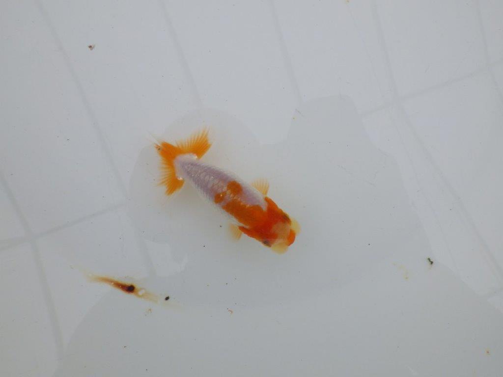 【 サマーセール　第四弾】柄が非常に綺麗な上物更紗らんちゅう！１週間限定販売　約8,5㎝