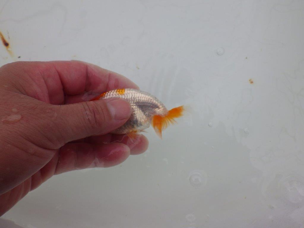 【 サマーセール　第四弾】柄が非常に綺麗な上物更紗らんちゅう！１週間限定販売　約8,5㎝