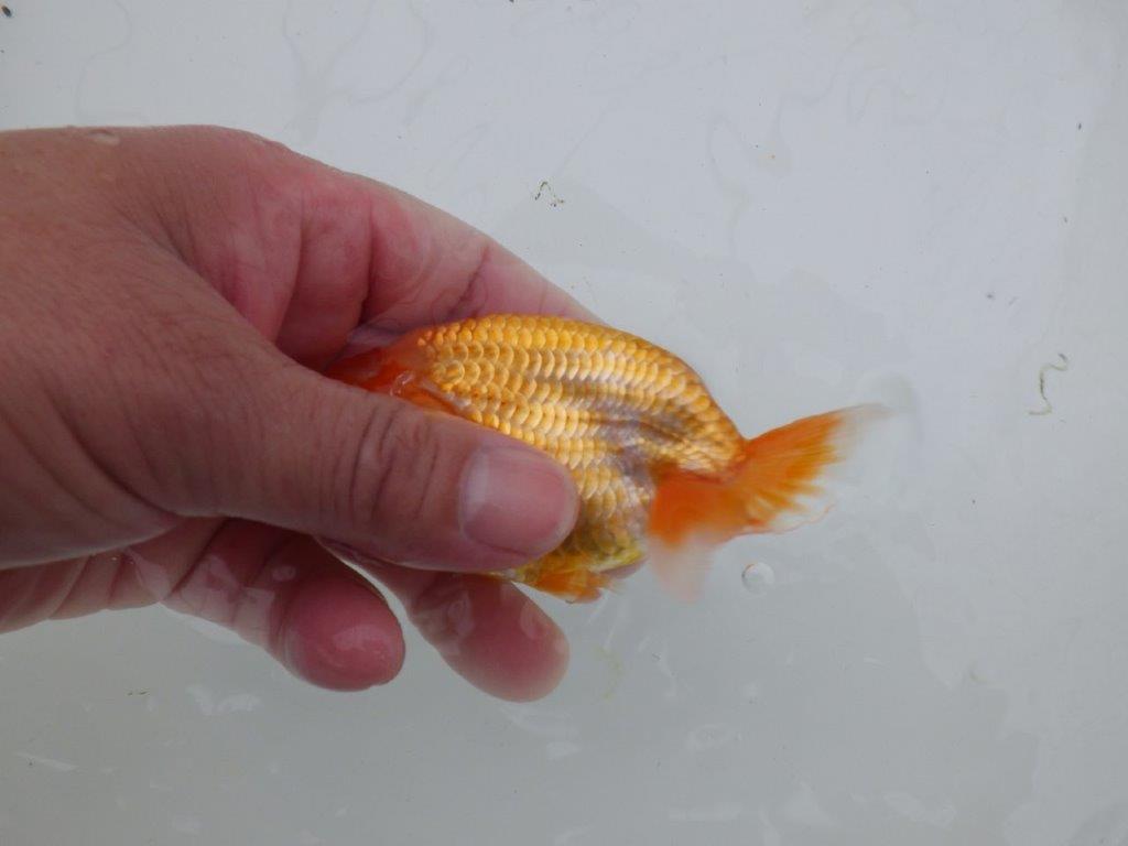 【 サマーセール　第四弾】迫力あるサイズの更紗らんちゅう！１週間限定販売　約12㎝
