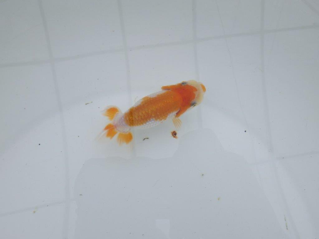 【 サマーセール　第四弾】飼い込みお勧めの更紗らんちゅう！１週間限定販売　約9,5㎝