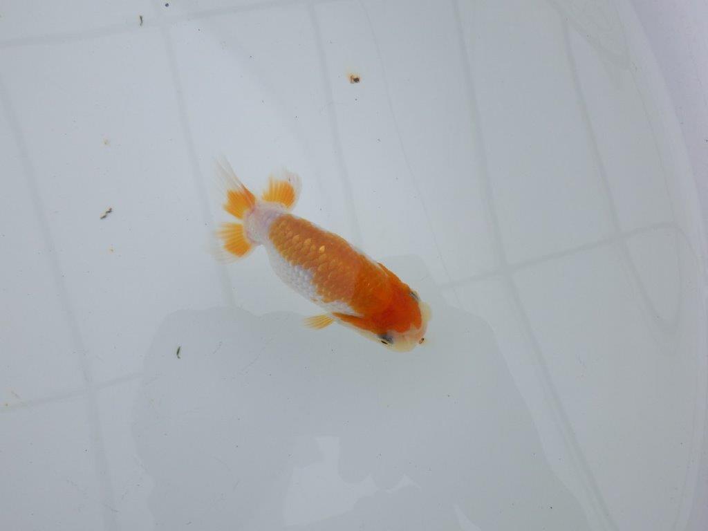 【 サマーセール　第四弾】飼い込みお勧めの更紗らんちゅう！１週間限定販売　約9,5㎝
