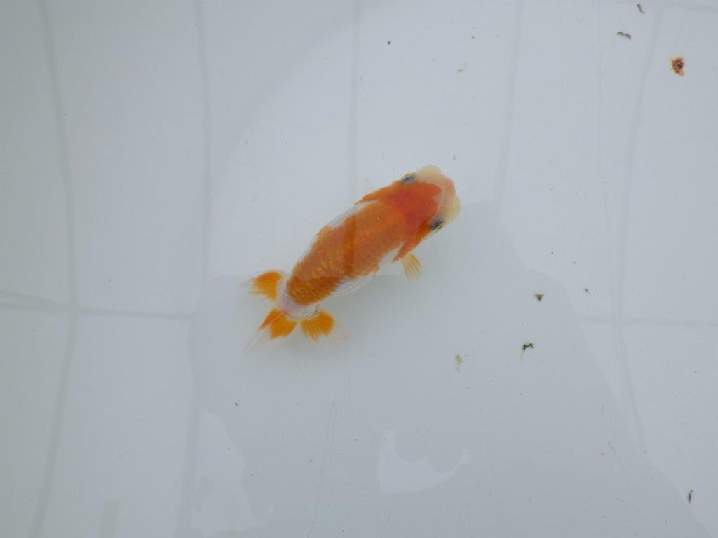 【 サマーセール　第四弾】飼い込みお勧めの更紗らんちゅう！１週間限定販売　約9,5㎝