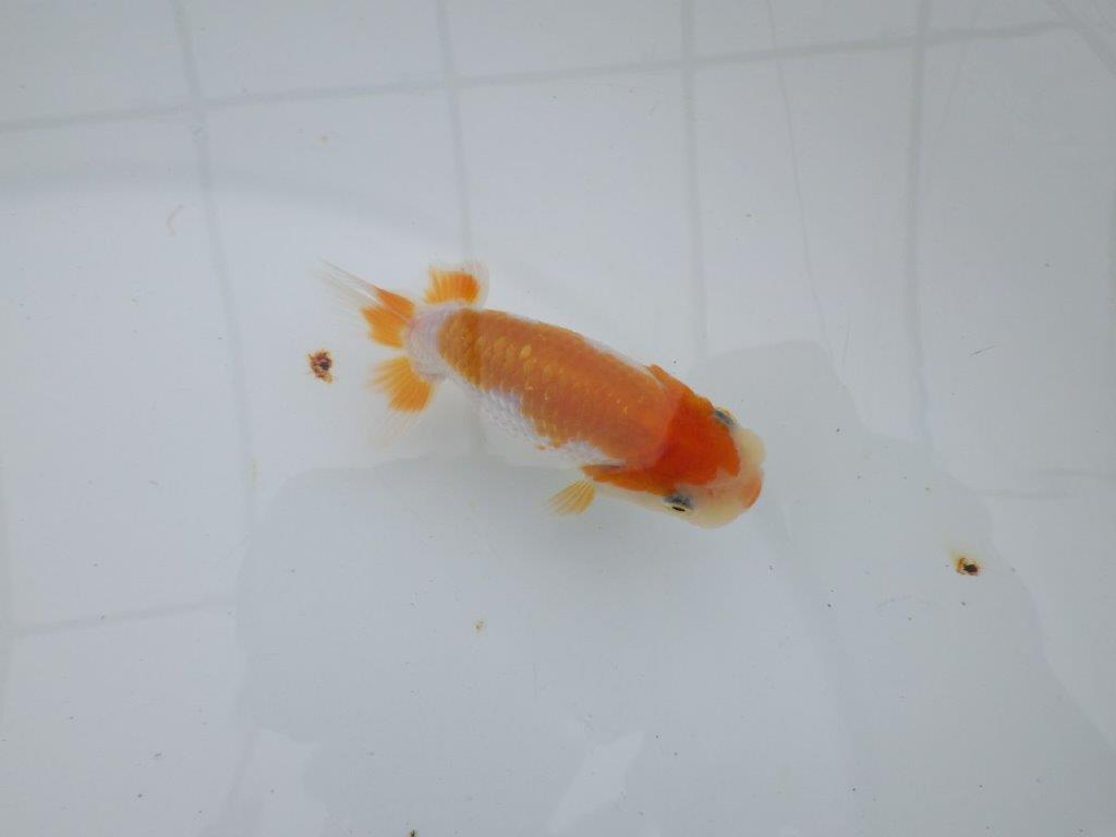 【 サマーセール　第四弾】飼い込みお勧めの更紗らんちゅう！１週間限定販売　約9,5㎝の上身