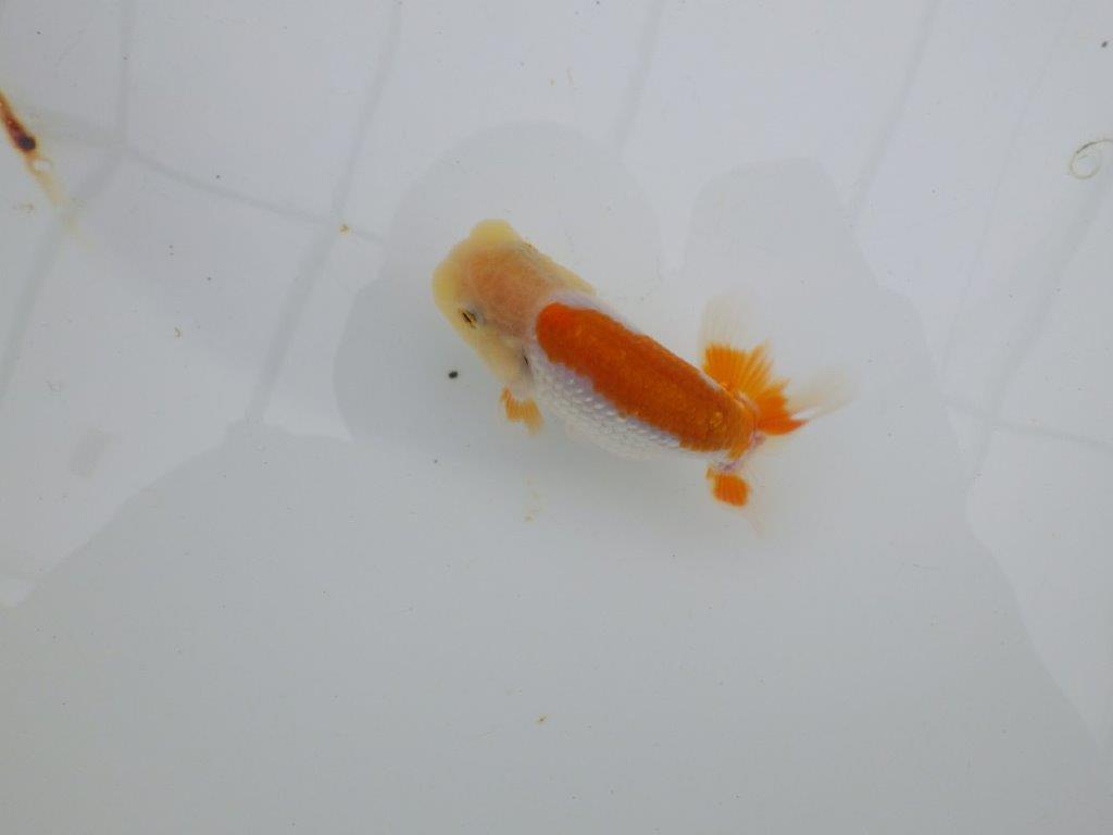 【 サマーセール　第四弾】尾張りが良く背も綺麗な更紗らんちゅう！１週間限定販売　約11㎝