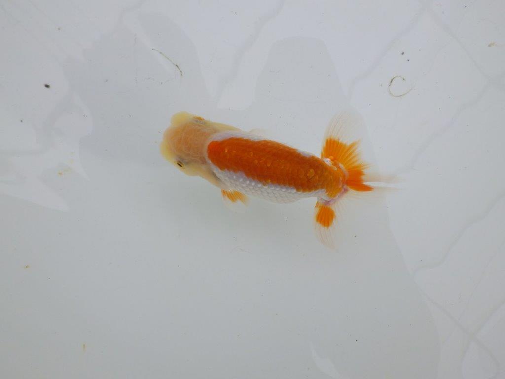 【 サマーセール　第四弾】尾張りが良く背も綺麗な更紗らんちゅう！１週間限定販売　約11㎝の上身