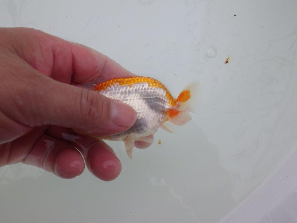【 サマーセール　第四弾】尾張りが良く背も綺麗な更紗らんちゅう！１週間限定販売　約11㎝