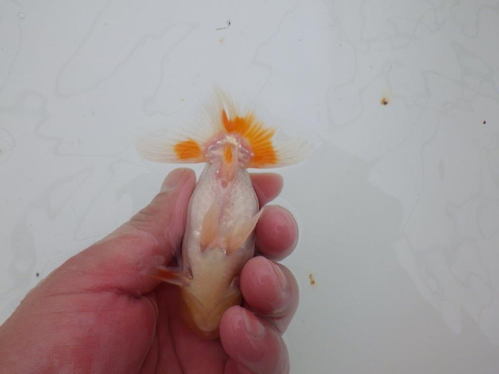 【 サマーセール　第四弾】尾張りが良く背も綺麗な更紗らんちゅう！１週間限定販売　約11㎝