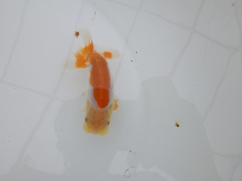 【 サマーセール　第四弾】尾張りが良く背も綺麗な更紗らんちゅう！１週間限定販売　約11㎝