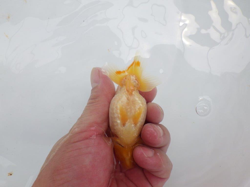 【激レア入荷!山田芳人氏作出!当歳らんちゅう 】種にもお勧め!約10㎝