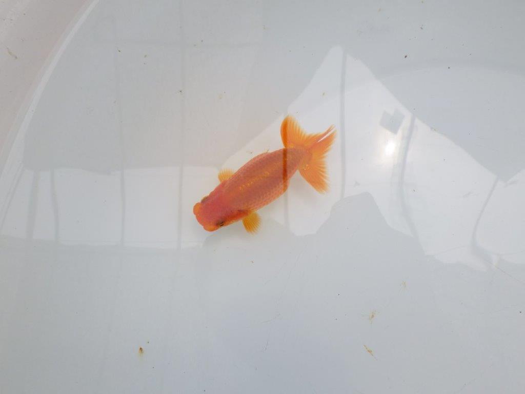 【激レア入荷!山田芳人氏作出!当歳らんちゅう 】すんなりした魚!!約9,5㎝