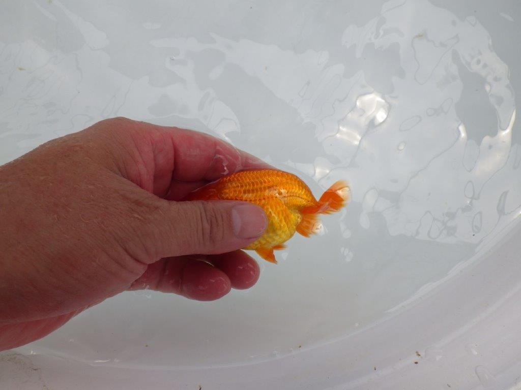 【激レア入荷!山田芳人氏作出!当歳らんちゅう 】すんなりした魚!!約9,5㎝