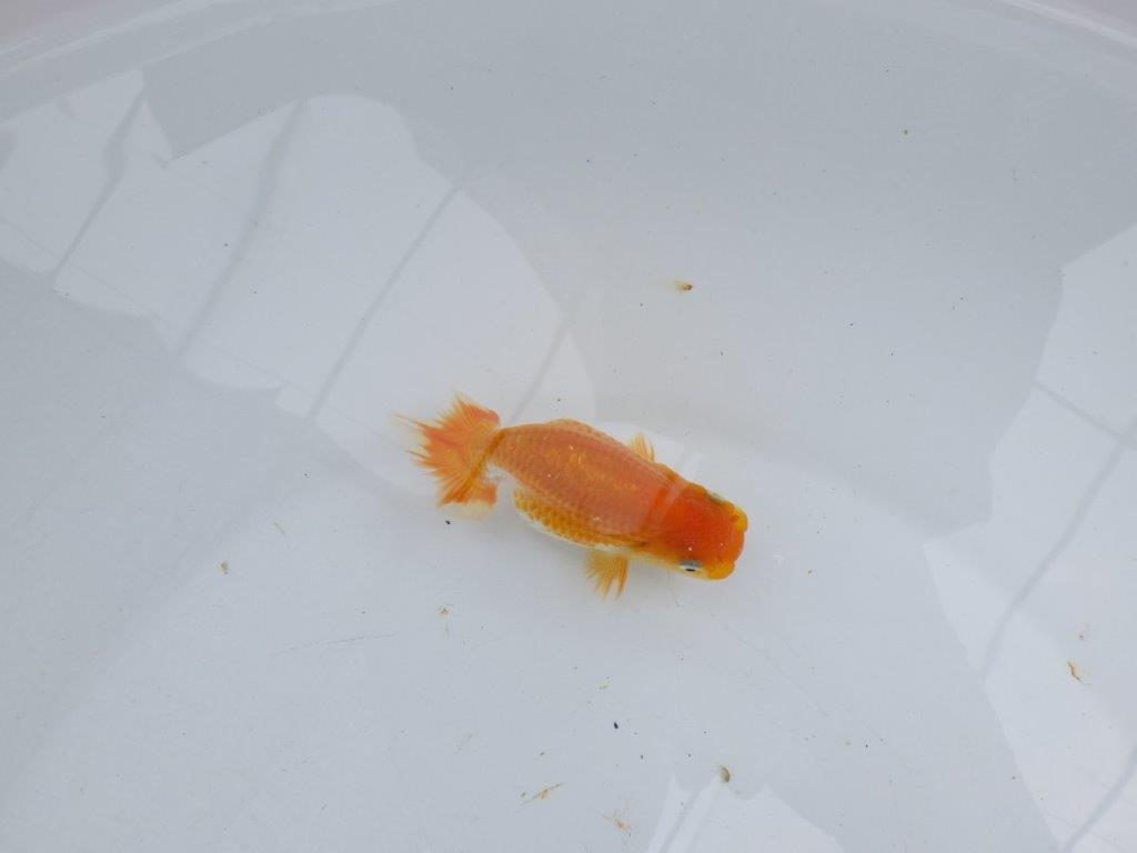 【激レア入荷!山田芳人氏作出!当歳らんちゅう 】愛嬌のある魚!!約9,5㎝