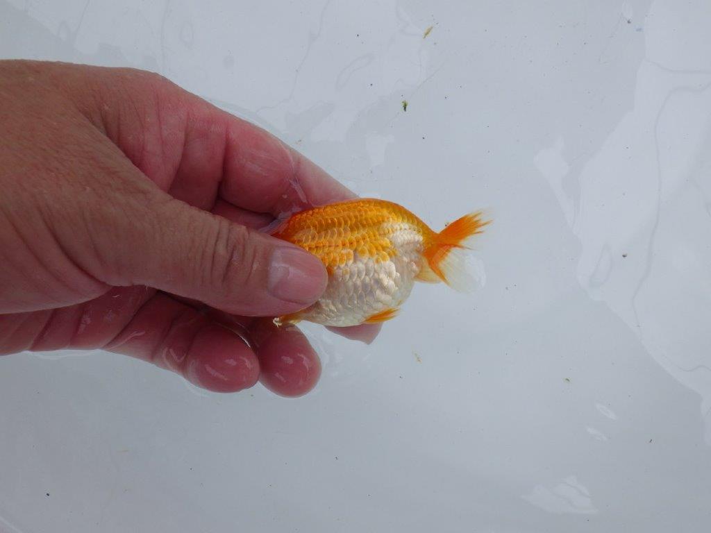 【激レア入荷!山田芳人氏作出!当歳らんちゅう 】愛嬌のある魚!!約9,5㎝