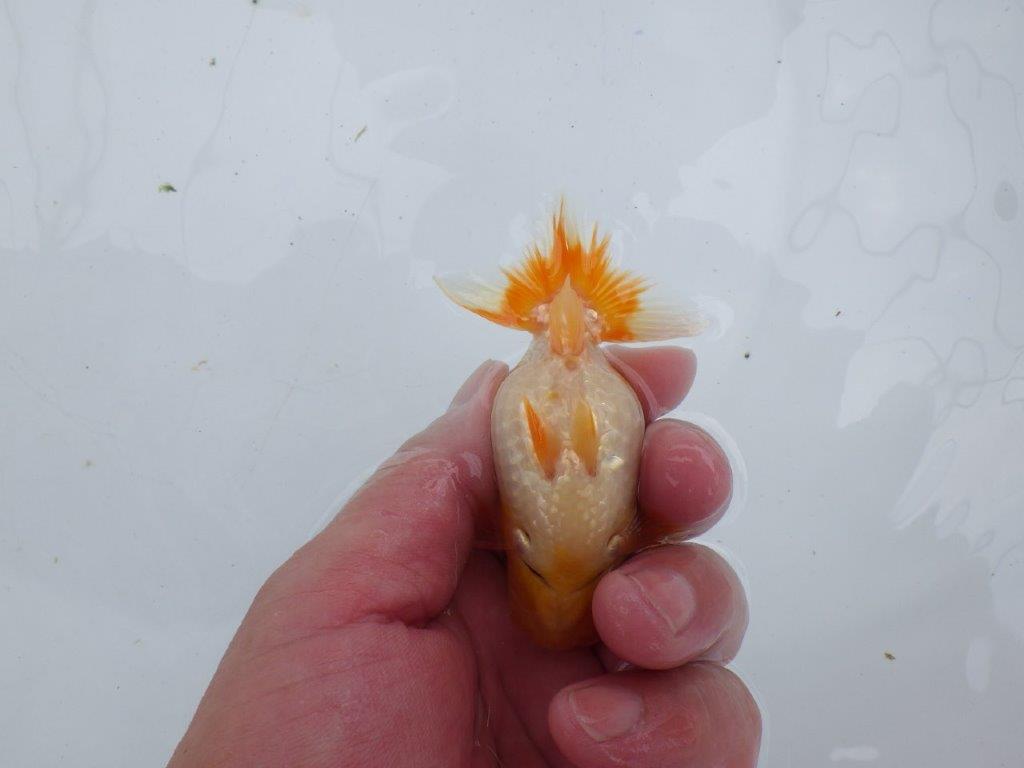 【激レア入荷!山田芳人氏作出!当歳らんちゅう 】愛嬌のある魚!!約9,5㎝