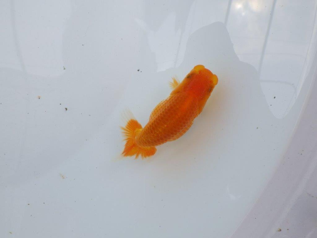 【激レア入荷!山田芳人氏作出!当歳らんちゅう 】種にもお勧めしたい魚!!約9,5㎝