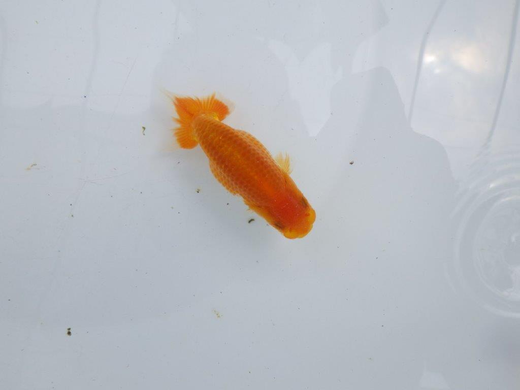 【激レア入荷!山田芳人氏作出!当歳らんちゅう 】種にもお勧めしたい魚!!約9,5㎝