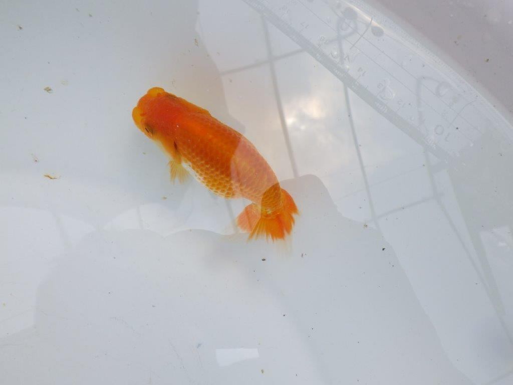 【激レア入荷!山田芳人氏作出!当歳らんちゅう 】種にもお勧めしたい魚!!約9,5㎝