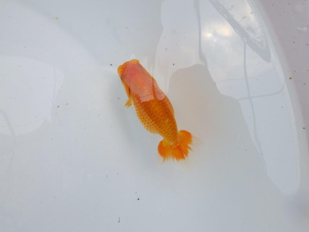【激レア入荷!山田芳人氏作出!当歳らんちゅう 】種にもお勧めしたい魚!!約9,5㎝