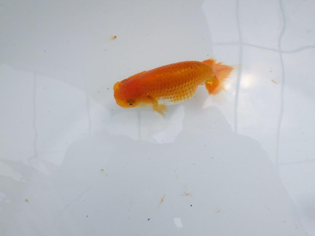 【激レア入荷!山田芳人氏作出!当歳らんちゅう 】種にもお勧めしたい魚!!約9,5㎝