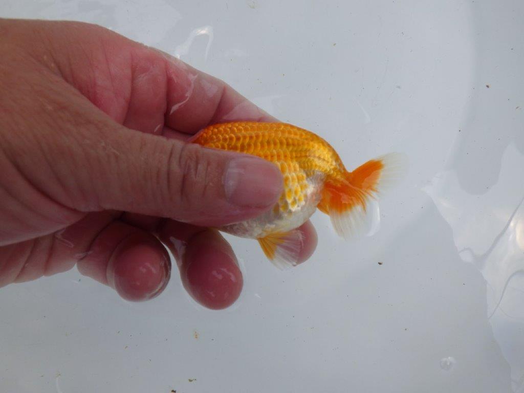 【激レア入荷!山田芳人氏作出!当歳らんちゅう 】種にもお勧めしたい魚!!約9,5㎝