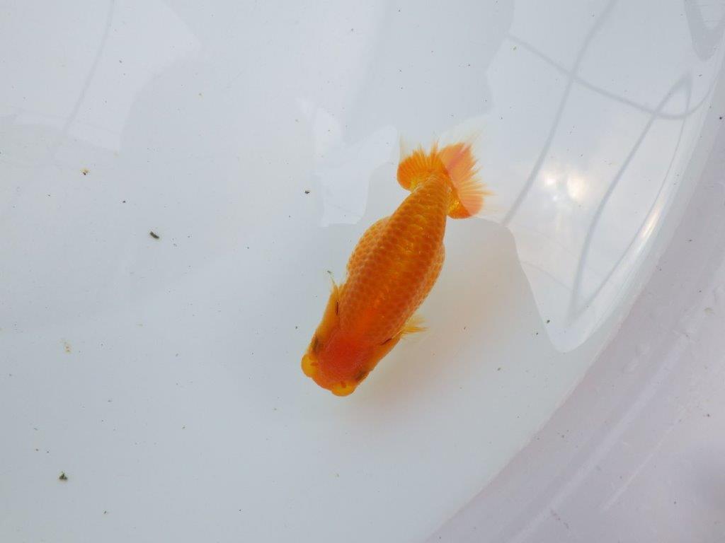 【激レア入荷！山田芳人氏作出！当歳らんちゅう 】種にもお勧めしたい魚！！約9,5㎝の上身