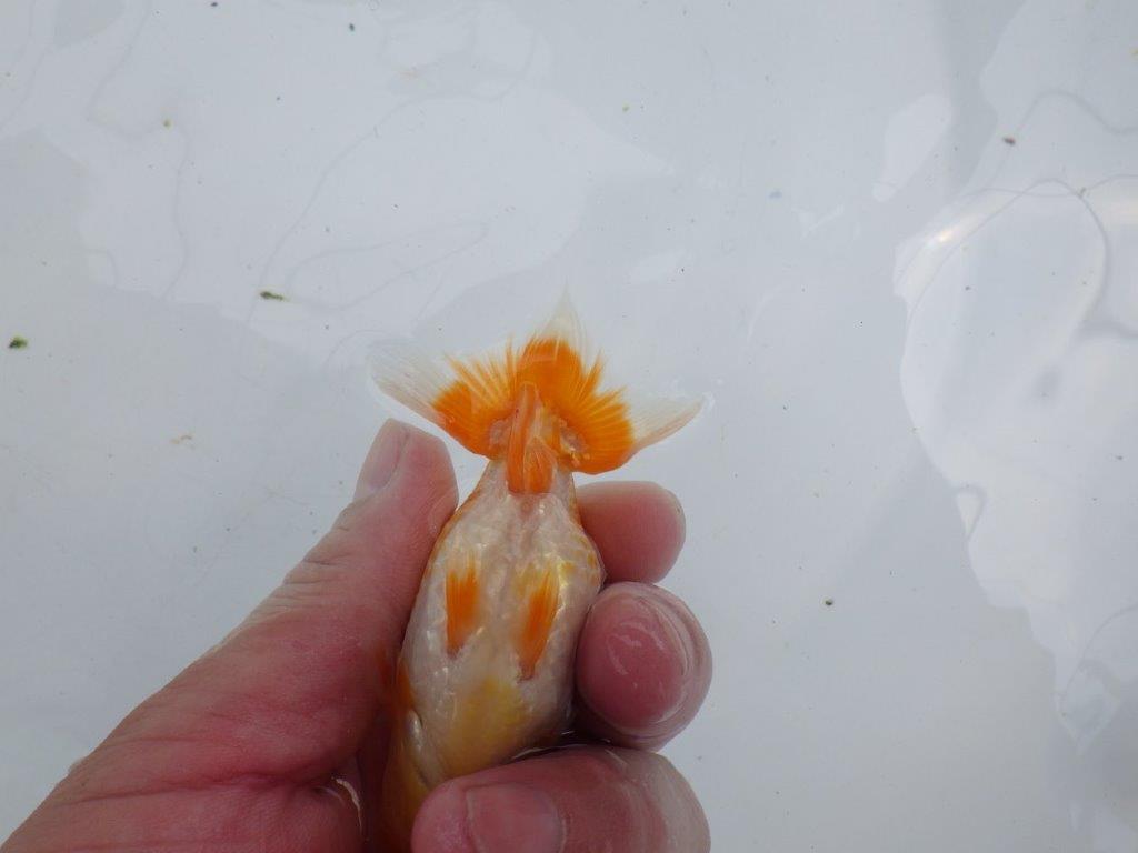 【激レア入荷!山田芳人氏作出!当歳らんちゅう 】種にもお勧めしたい魚!!約9,5㎝