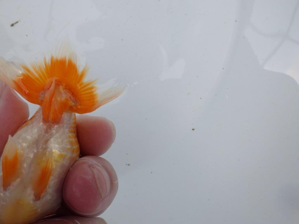 【激レア入荷!山田芳人氏作出!当歳らんちゅう 】種にもお勧めしたい魚!!約9,5㎝
