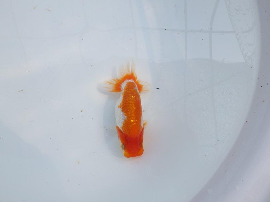 【愛知M 様】雰囲気が良く上見がお勧め当歳らんちゅう  約12㎝