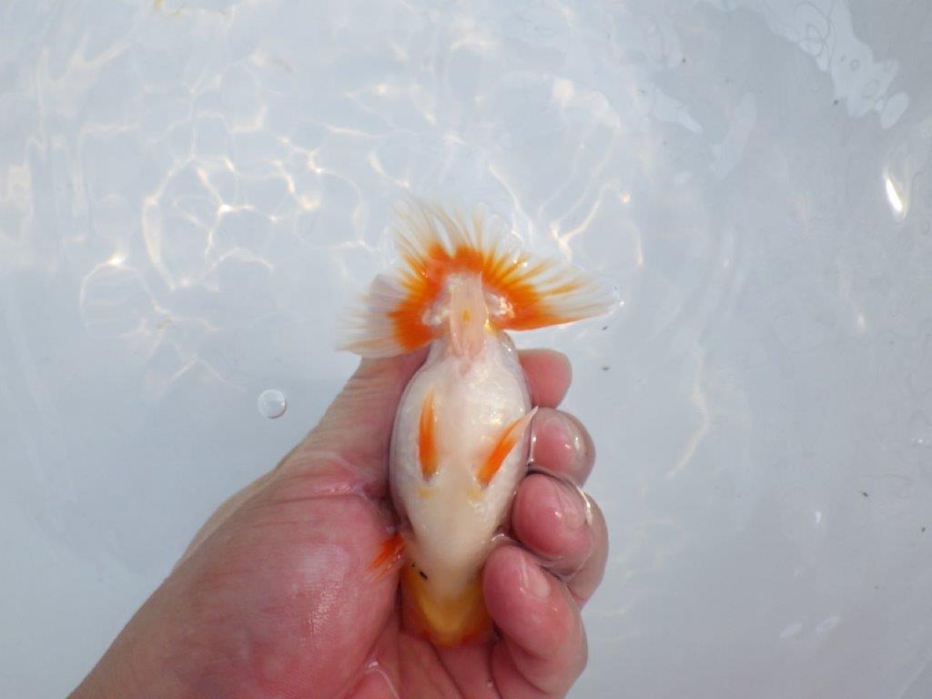 【愛知M 様】雰囲気が良く上見がお勧め当歳らんちゅう  約12㎝