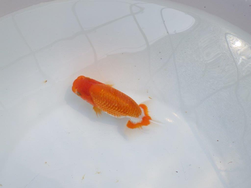 【愛知M 様】雰囲気が良くご鑑賞お勧めの当歳らんちゅう 約12㎝