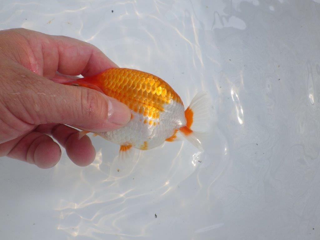 【愛知M 様】雰囲気が良くご鑑賞お勧めの当歳らんちゅう 約12㎝